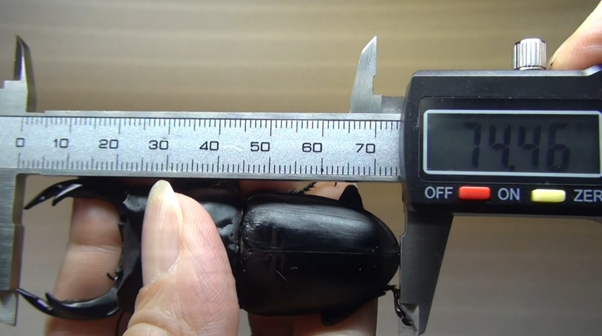 多摩地区保護 オオクワガタ♀の3世代目 体長74mm♂(A14)